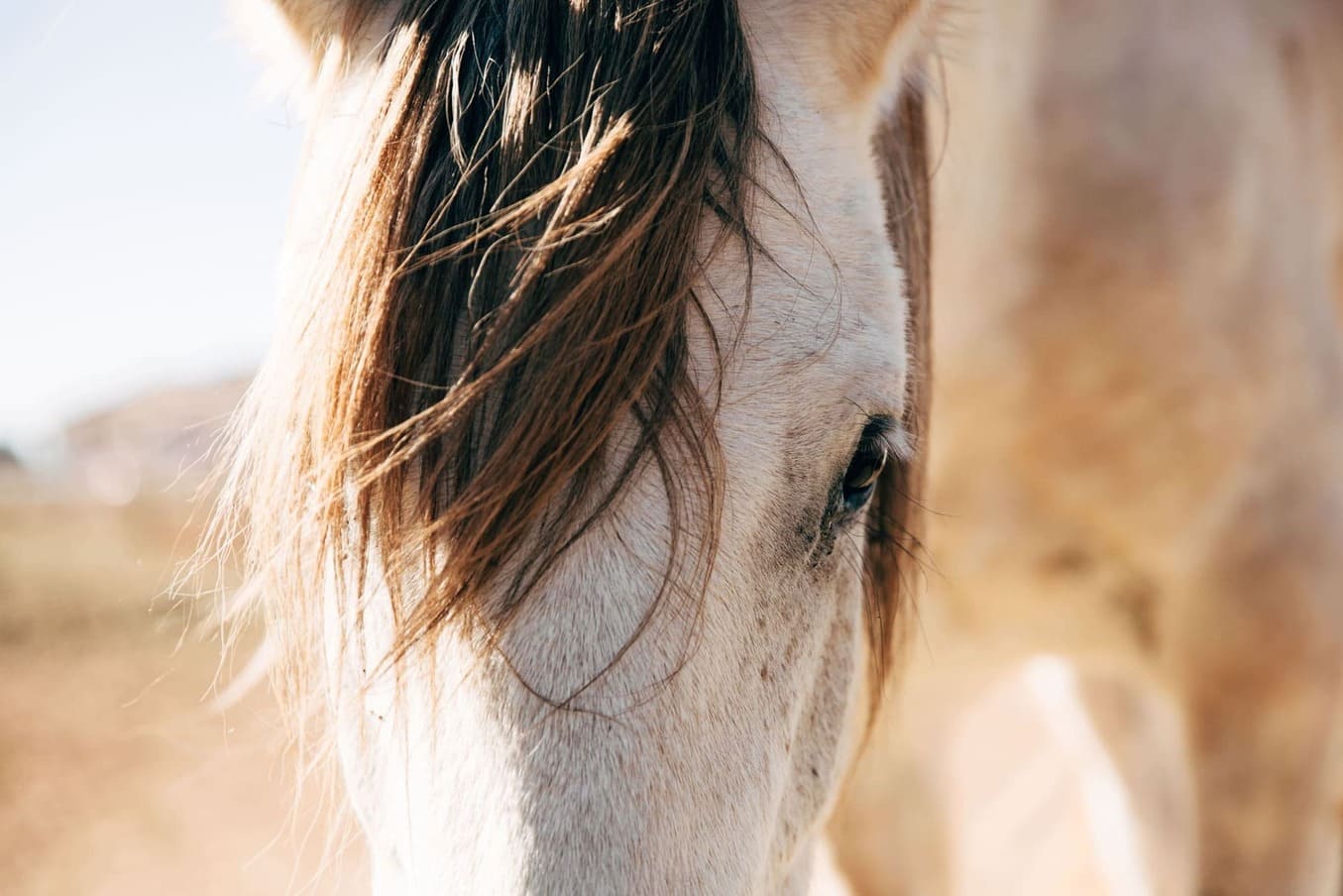 cheval2
