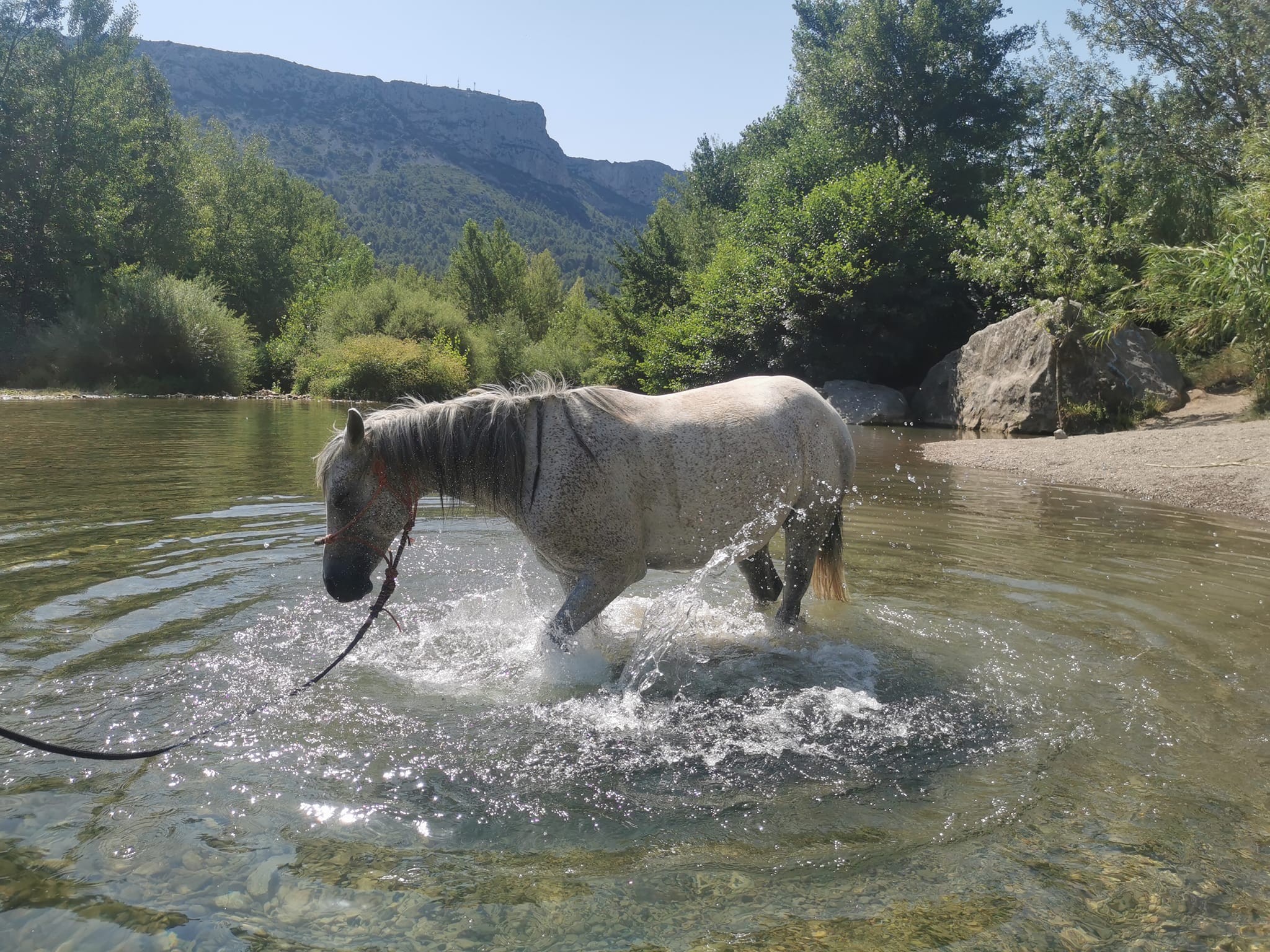cheval (3) Cheval